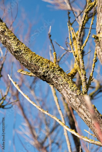 Fototapeta Lichen présent sur les branches d'un arbre sans feuille, avec ciel bleu en arrière-plan