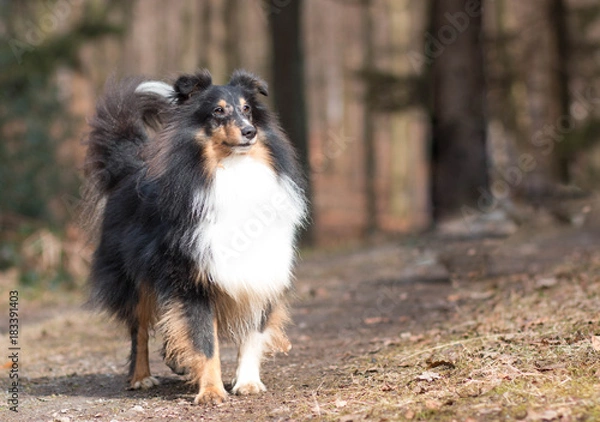 Obraz Sheltie im Wald