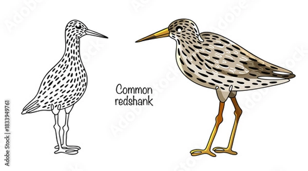 Obraz Common redshank