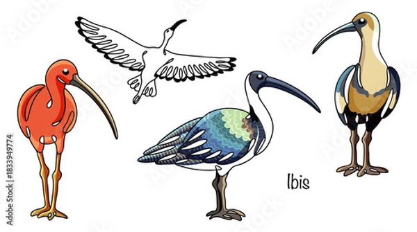 Obraz Ibis