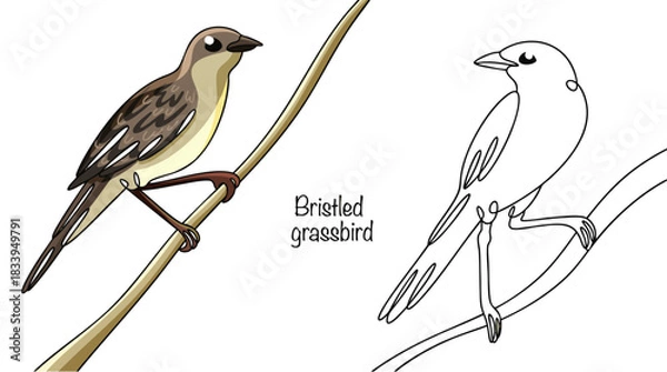Obraz Bristled grassbird