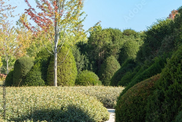 Fototapeta Meticulously trimmed green shrubs Yew Taxus baccata (English yew, European yew)  shaped into geometric  forms is in topiary landscape park "Clouds". Krasnodar Public Park, or Galitsky City Park