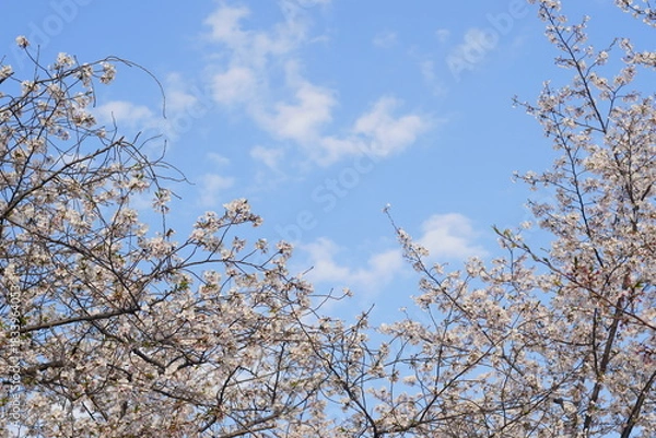 Obraz 満開の桜