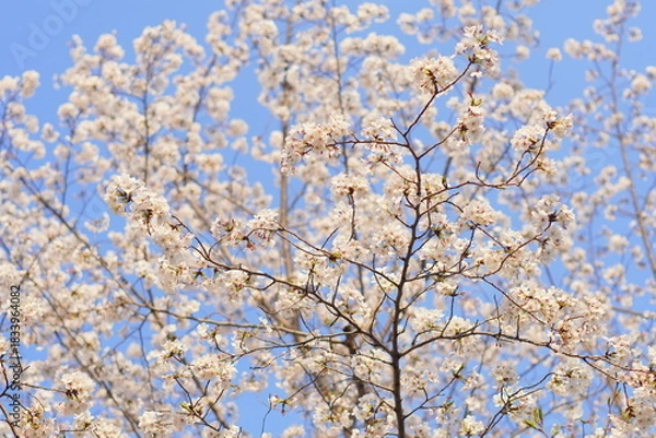 Obraz 満開の桜