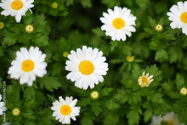 Obraz カンシロギク（寒白菊・ノースポールギク）