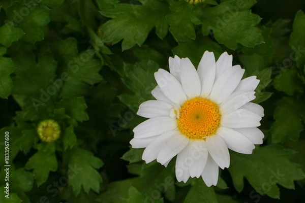 Obraz カンシロギク（寒白菊・ノースポールギク）