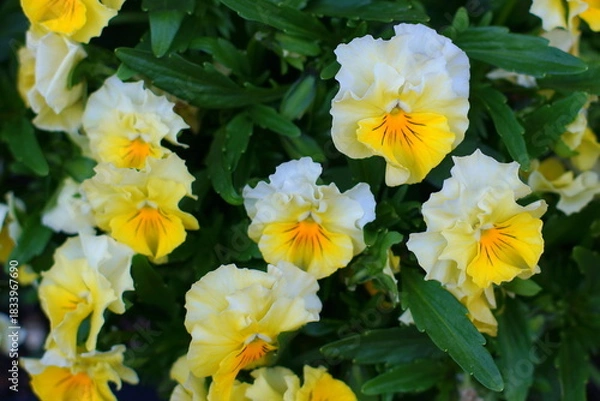 Obraz パンジー花壇