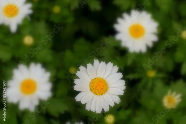 Obraz カンシロギク（寒白菊・ノースポールギク）