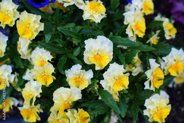 Obraz パンジー花壇