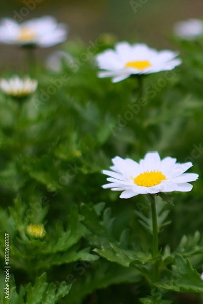 Obraz カンシロギク（寒白菊・ノースポールギク）