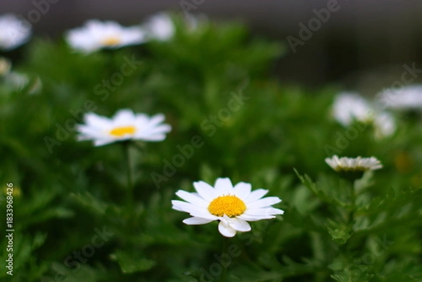 Obraz カンシロギク（寒白菊・ノースポールギク）