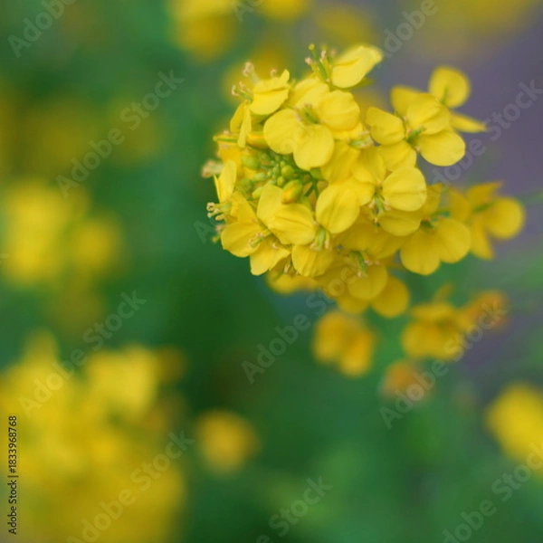 Obraz セイヨウアブラナ