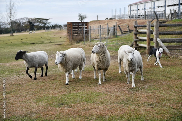 Obraz 羊と牧羊犬