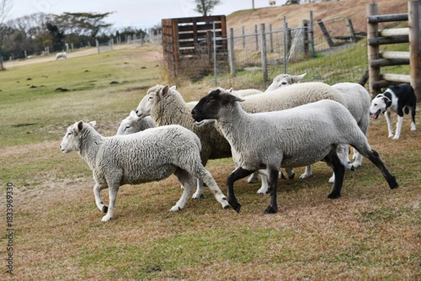 Obraz 羊と牧羊犬