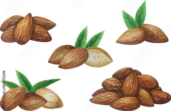 Obraz Vector almond composition group. White background. For your design