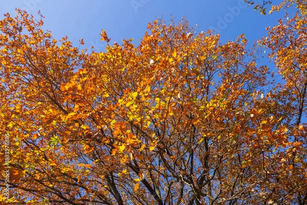 Fototapeta Bunt verfärbte Eichenblätter im Herbst an einem Baum