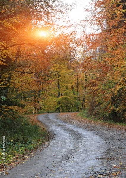 Obraz road in autumn forest