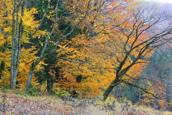 Obraz nice autumn trees in mountains
