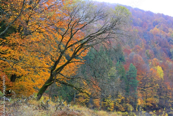 Obraz autumn in mountains