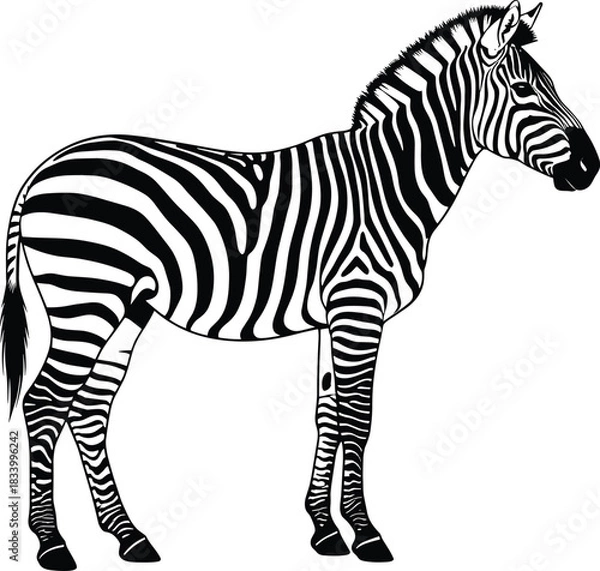 Fototapeta Detailed Zebra Silhouette Illustration – Isolated on Transparent Background Black and White Wildlife Vector Design