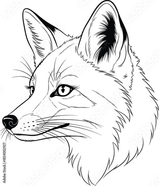 Fototapeta Fox Face Illustration – Isolated on Transparent Background Detailed Wild Fox Head Line Art Vector