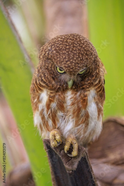 Fototapeta Owls are cute and harmless animals.