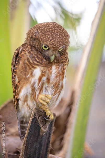 Obraz Owls are cute and harmless animals.