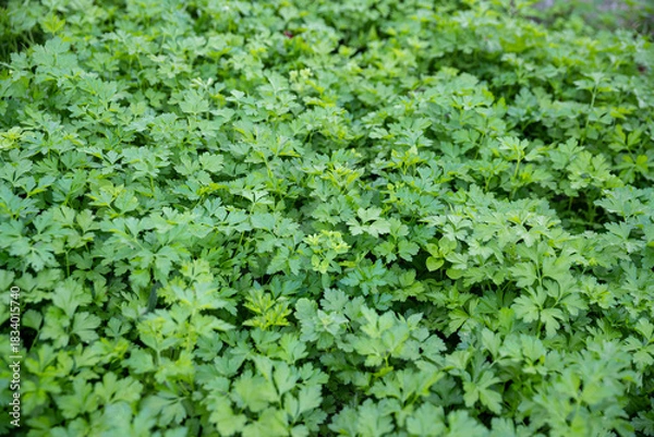 Obraz Fresh leafy green parsley field