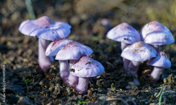 Obraz Beautiful but deadly poisonous mushrooms Inocybe geophylla var. lilacina  known as the earthy inocybe is poisonous mushroom with conical caps growing in moist, dark soil by sunlight