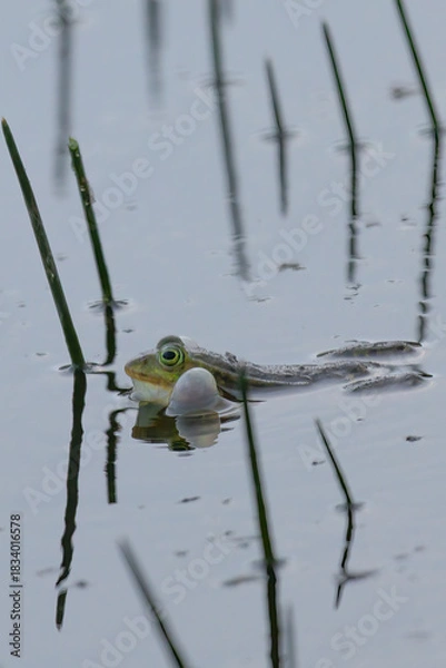 Fototapeta Green frog (Anura, Salientia) croaking in pond with reeds