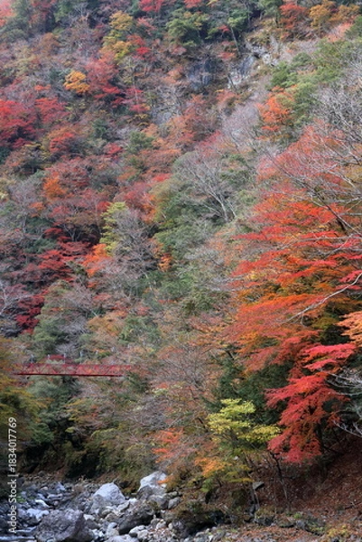 Obraz 紅葉の中の赤い吊り橋　べふ峡　（高知県　香美市）