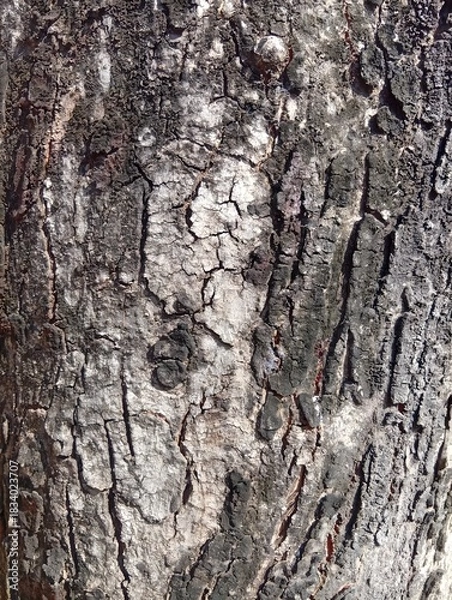 Obraz Rustic Aged Tree Bark Texture Background