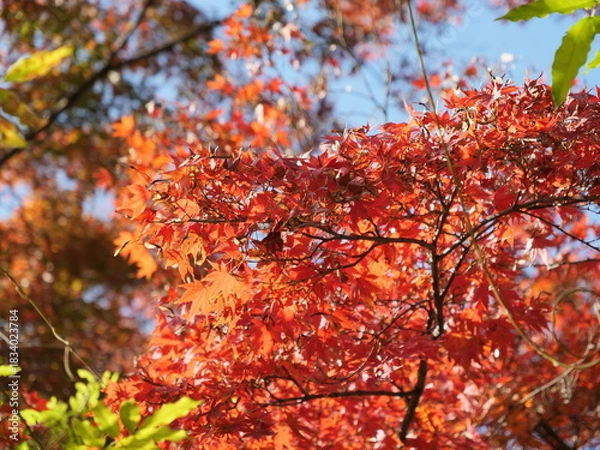 Fototapeta 紅葉
