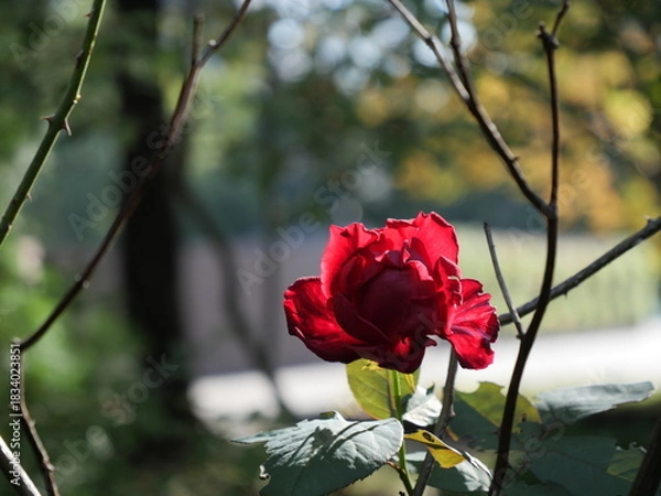 Fototapeta 赤いバラの花