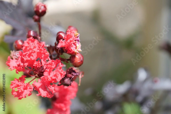 Fototapeta サルスベリの花と蕾