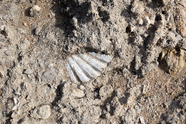 Obraz Shell trapped in the sandstone in Palermo, Italy