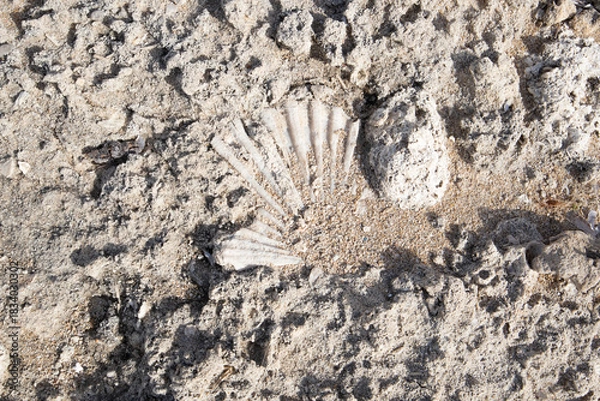 Obraz Shell trapped in the sandstone in Palermo, Italy