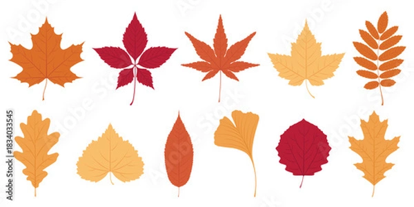 Obraz Collection of bright colorful autumn leaves in various shapes and hues isolated on a white background. Vector foliage illustration.	