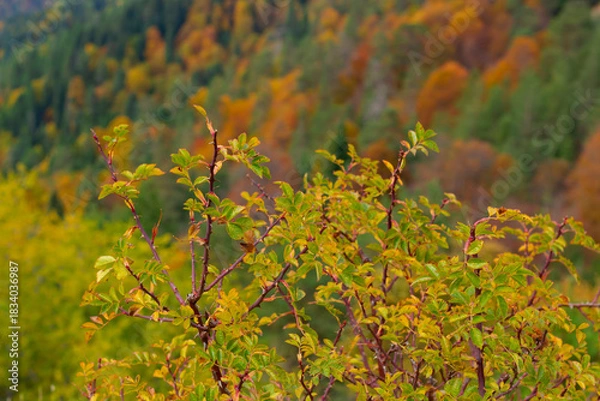 Fototapeta beautiful scene of the forest in the park in autumn