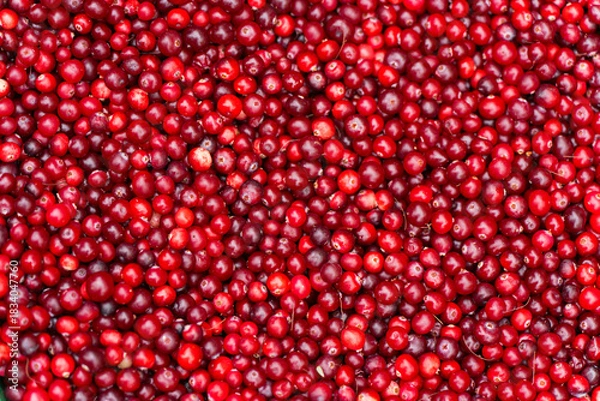 Obraz Close-up view of fresh bright red cranberries tightly filling the entire frame.