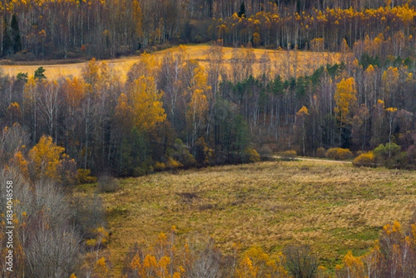 Obraz Autumn landscape with colorful yellow and orange trees surrounding a wide meadow at the forest edge.
