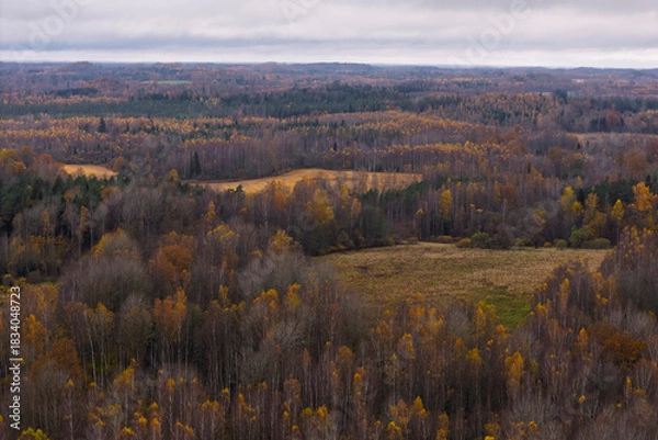 Obraz Autumn landscape with colorful yellow and orange trees surrounding a wide meadow at the forest edge.