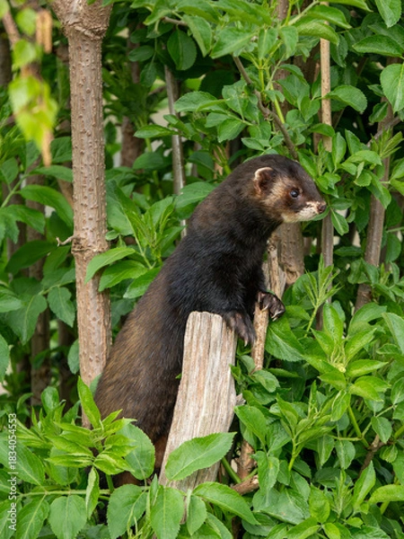 Fototapeta Polecat Looking Out From a Tree