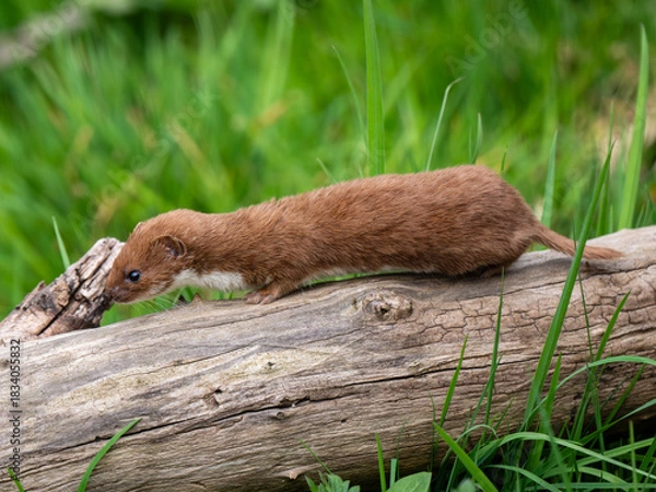 Fototapeta A Weasel Standing on a Log