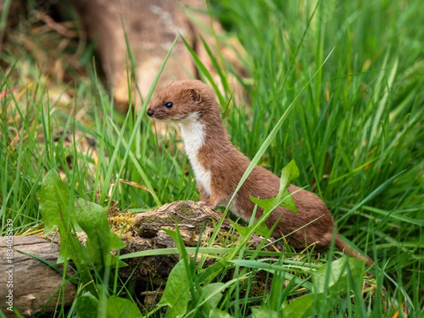 Fototapeta A Weasel Standing on a Log
