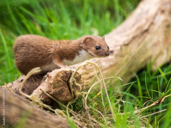 Fototapeta A Weasel Standing on a Log