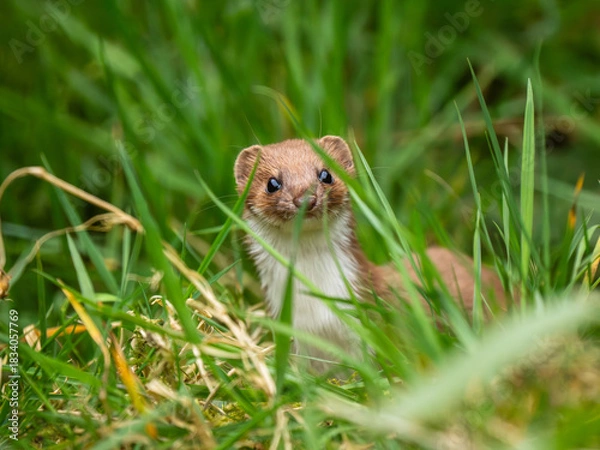 Fototapeta Close up of a Weasel in Grass