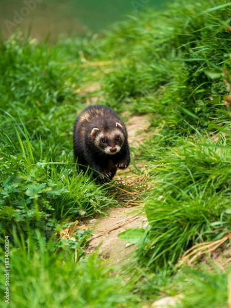 Fototapeta A Polecat Running in Grass