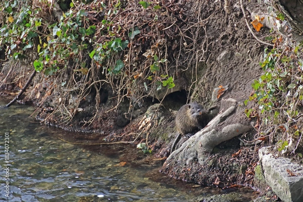 Obraz Nutria am Ufer des Baches