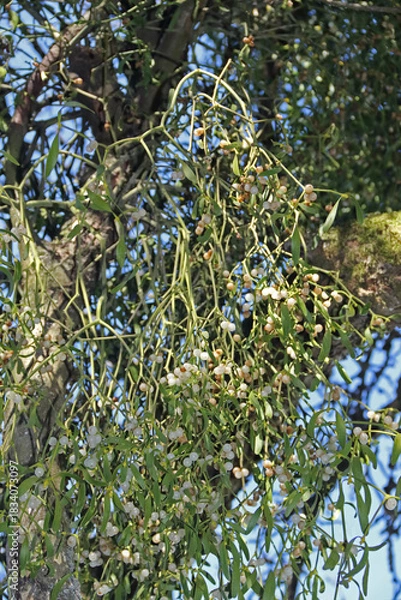 Obraz Misteln im Geäst von Bäumen